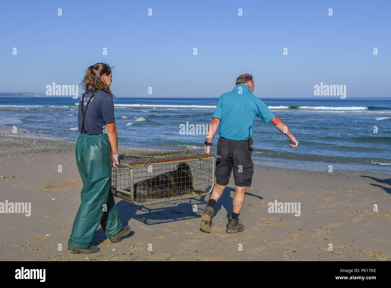 Porthtowan, Cornwall, UK. 28th June 2018. Megan Gunnell  from the Cornish seal sanctuary carrying out the final release of the season, or rescue seal Harry. Harry was rescued on the day of the Royal Wedding, hence the name,  with nylon netting wrapped round his head and body - you can still see the scars. Megan is a recent graduate in animal behaviour. Credit: cwallpix/Alamy Live News Stock Photo