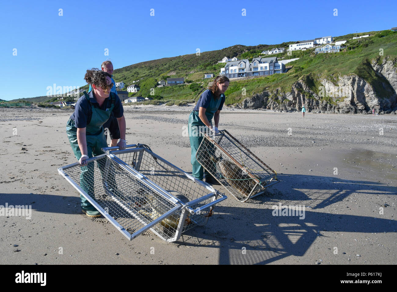 Porthtowan, Cornwall, UK. 28th June 2018. Megan Gunnell  from the Cornish seal sanctuary carrying out the final release of the season, or rescue seal Harry. Harry was rescued on the day of the Royal Wedding, hence the name,  with nylon netting wrapped round his head and body - you can still see the scars. Megan is a recent graduate in animal behaviour. Megan and Harry on far right. Credit: cwallpix/Alamy Live News Stock Photo