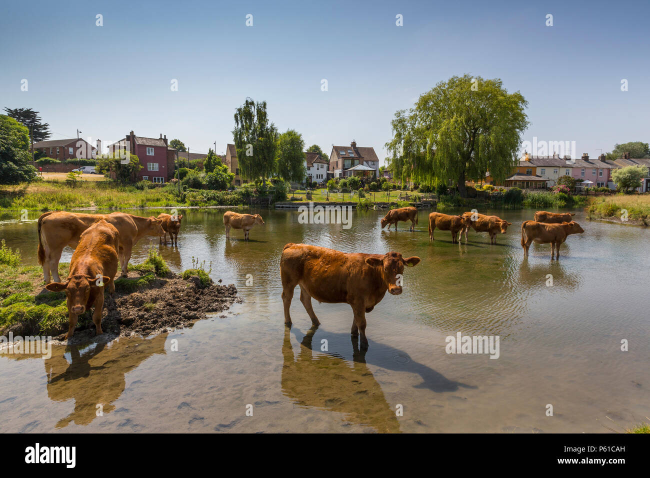 Sudbury, Suffolk, UK. 28th June 2018. UK weather - cattle cooling themselves at The River Stour, Suffolk. Stock Photo