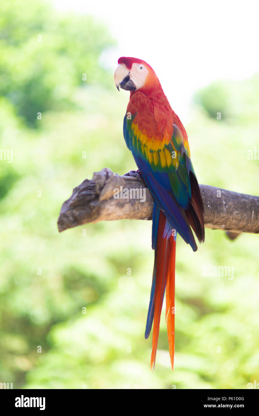 Beautiful Colorful Parrot Macaw tropical Bird on Nature Background Stock Photo