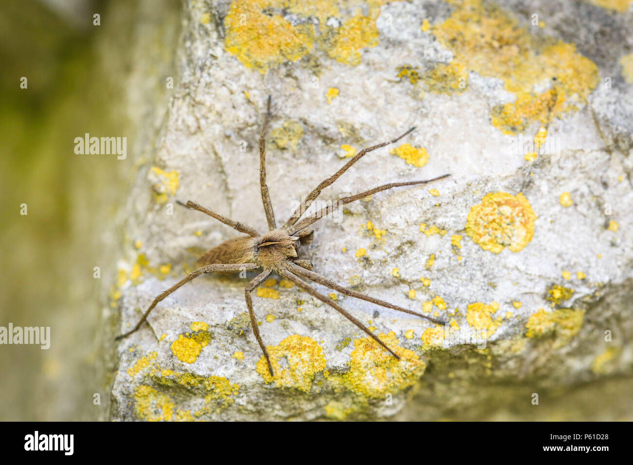 Solitary hobo spider - Tegenaria agrestis - on a rock Stock Photo