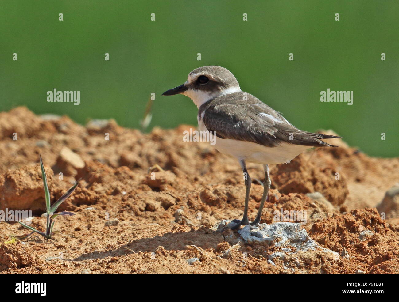 Greater Sandplover (Charadrius leschenaultii leschenaultii) non-breeding plumage  western Taiwan                   April Stock Photo