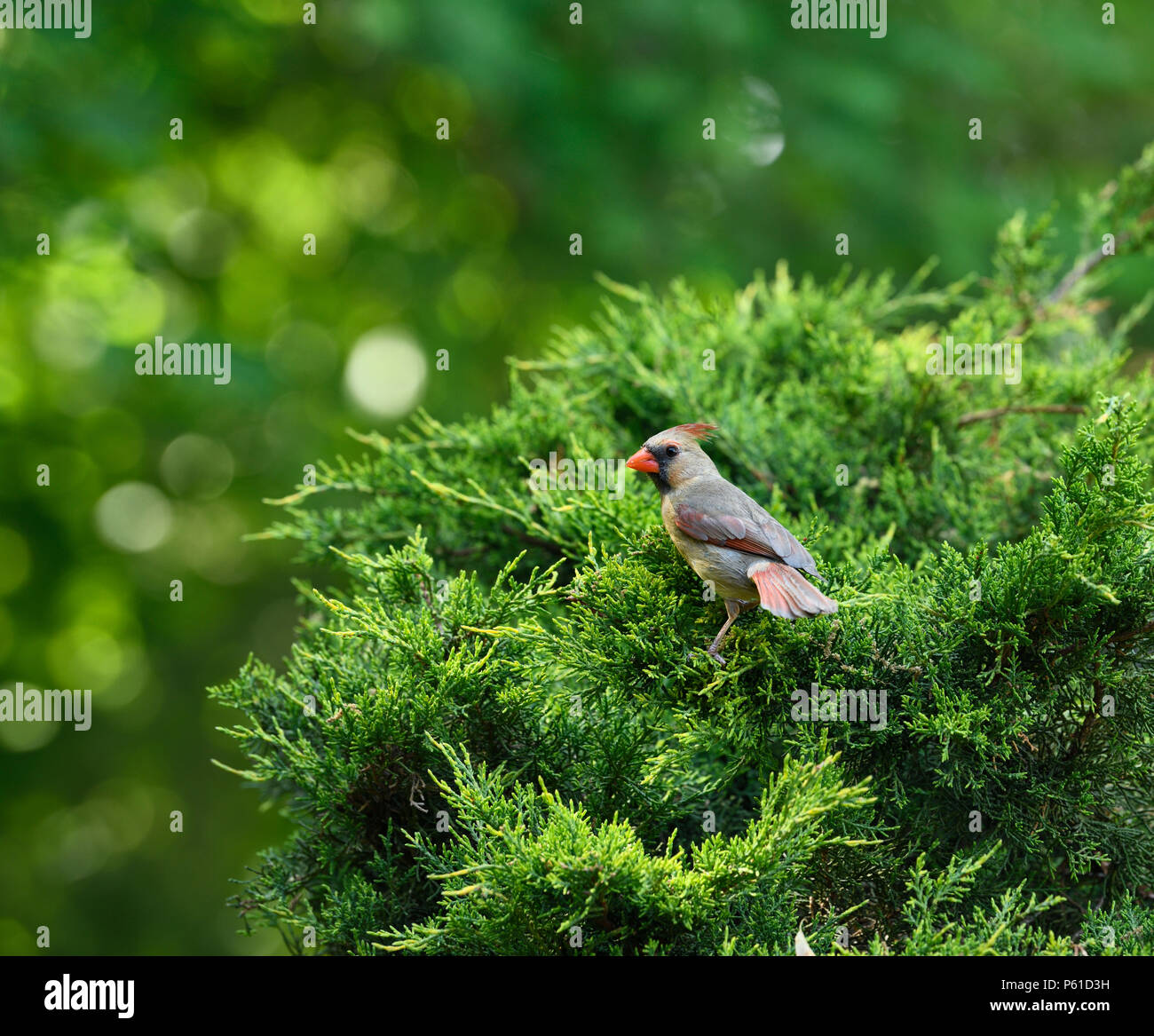 Female Northern Cardinal bird on a juniper bush above her nest in Toronto Canada Stock Photo