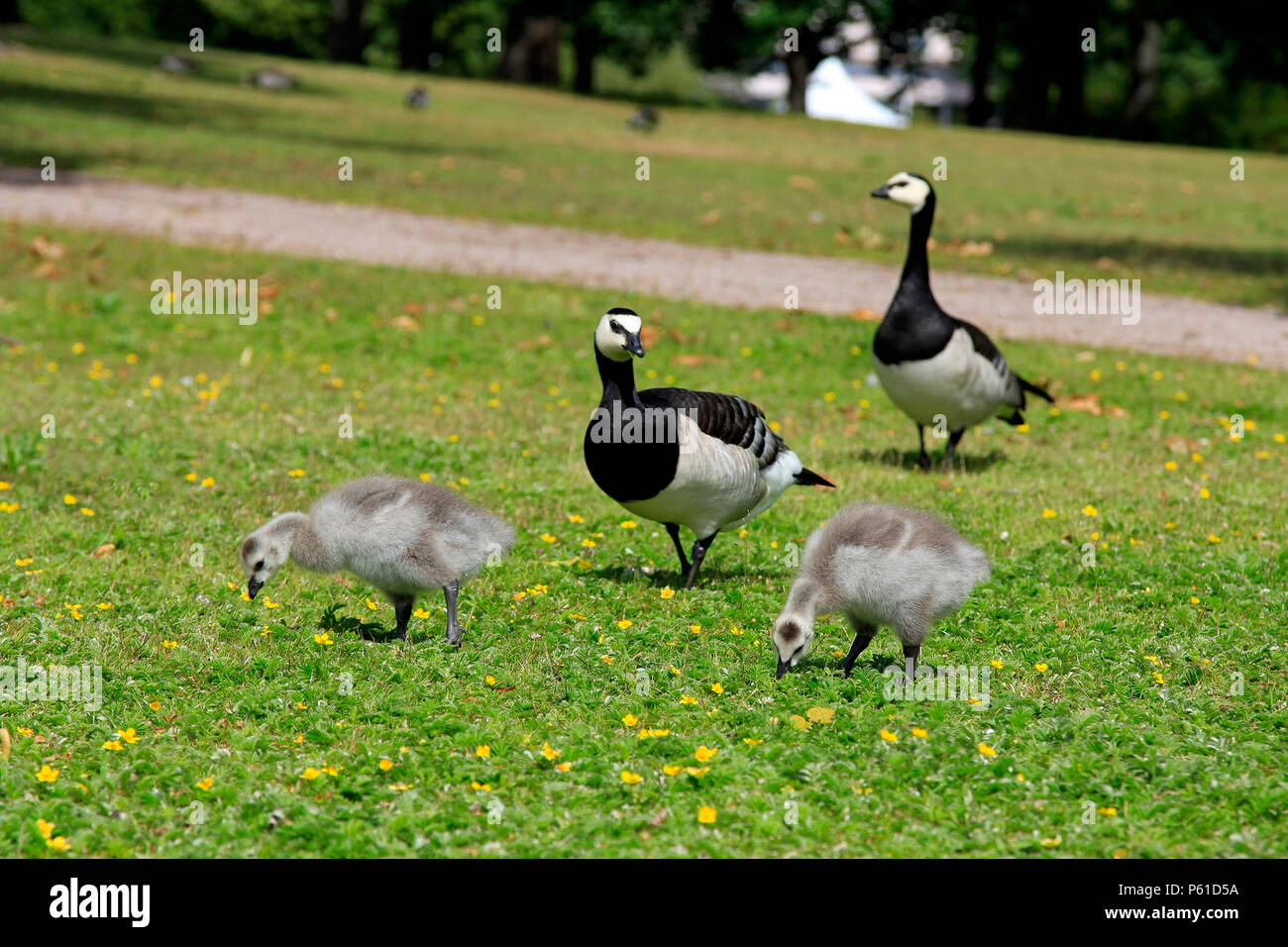 Barnacle geese, Branta leucopsis, two chicks feeding on grass in park with two adult birds on the background. Stock Photo