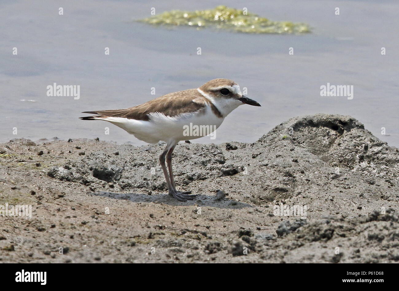 Greater Sandplover (Charadrius leschenaultii leschenaultii) non-breeding plumage  western Taiwan                   April Stock Photo