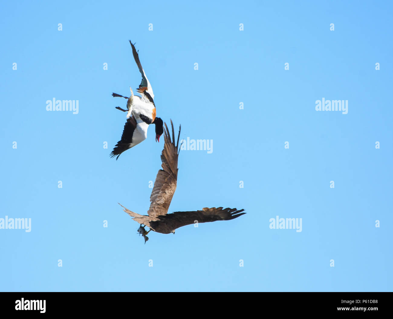 Tardona tardona hires stock photography and images Alamy