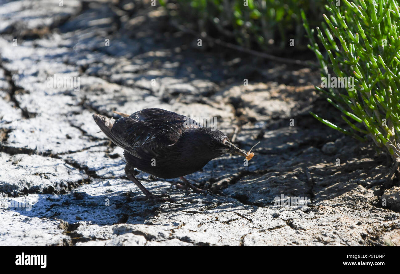 Starling catching a larva of syrphid in the mud of the marsh Stock Photo