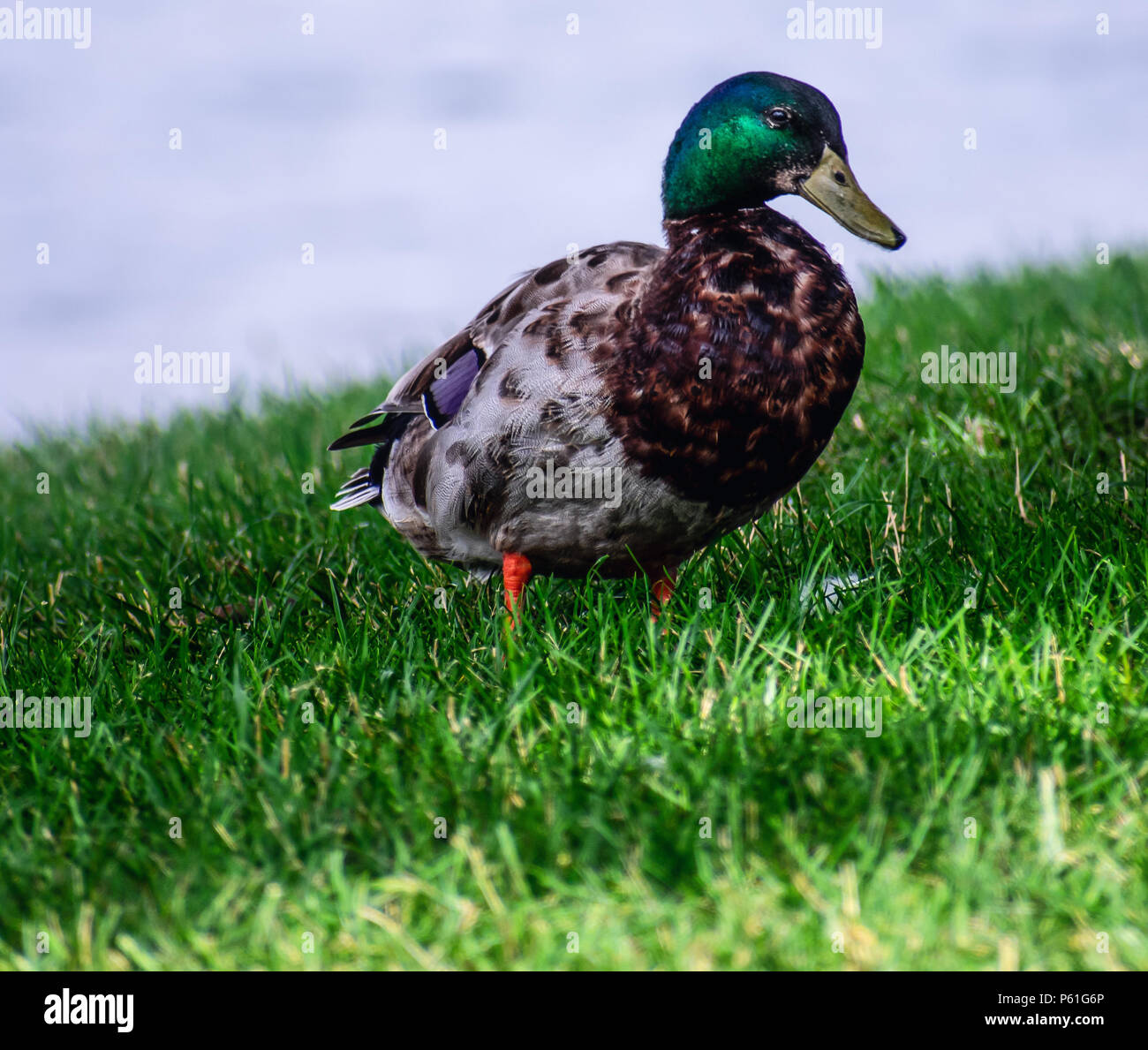 Donald duck bay hires stock photography and images Alamy