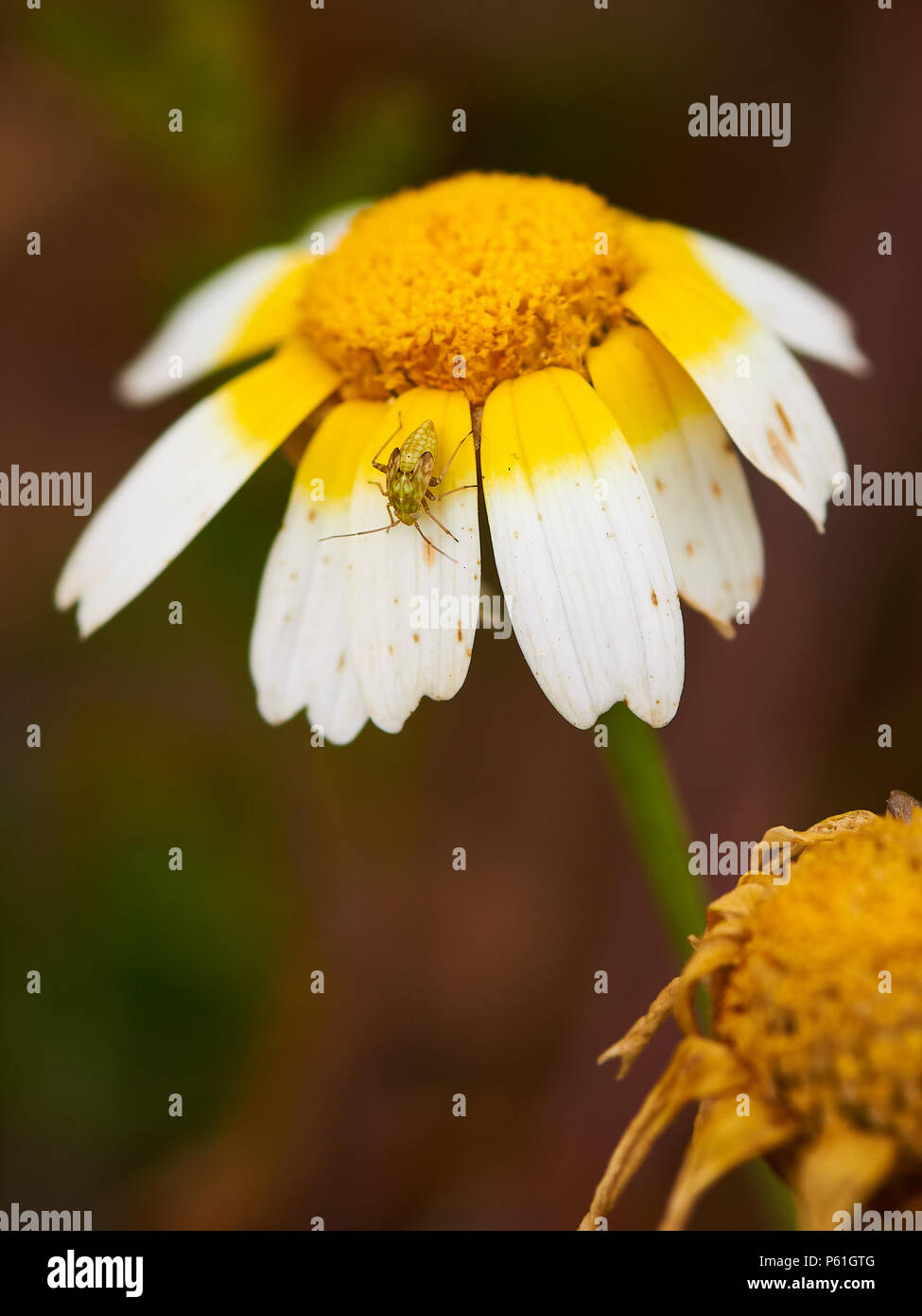 Macro detail of an insect of order Hemiptera over a daisy flower (Glebionis coronaria) in Ses Salines Natural Park (Formentera,Balearic Islands,Spain) Stock Photo