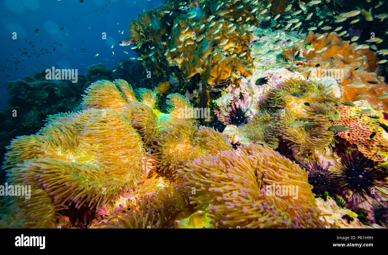 A big anemone carpet on Koh Tao Stock Photo Alamy