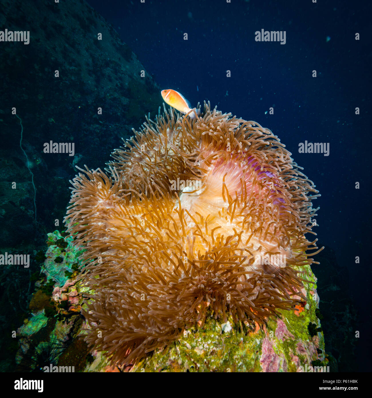 A big anemone carpet on Koh Tao Stock Photo Alamy
