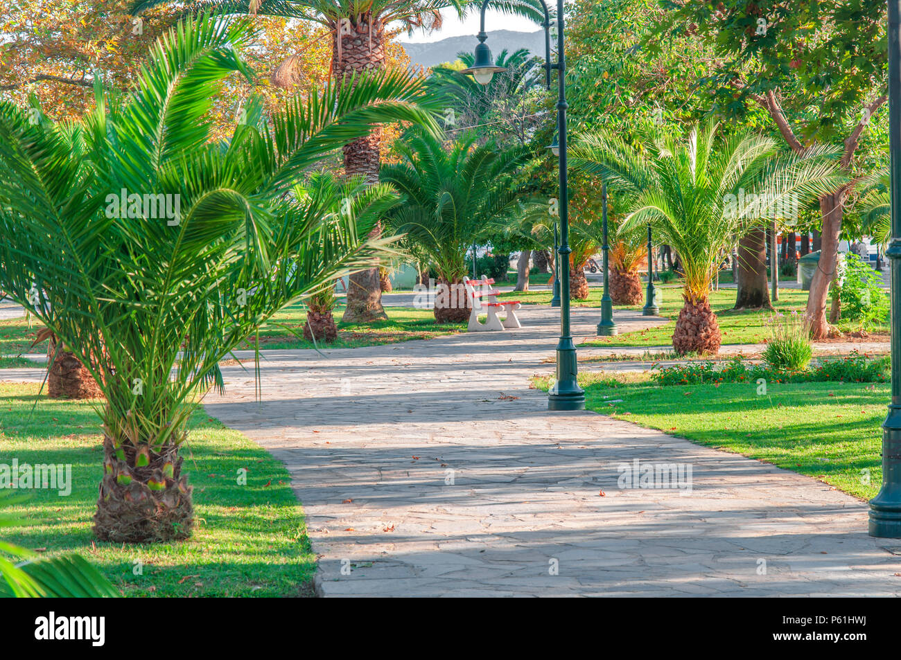 Palm tree close with beach promenade Stock Photo