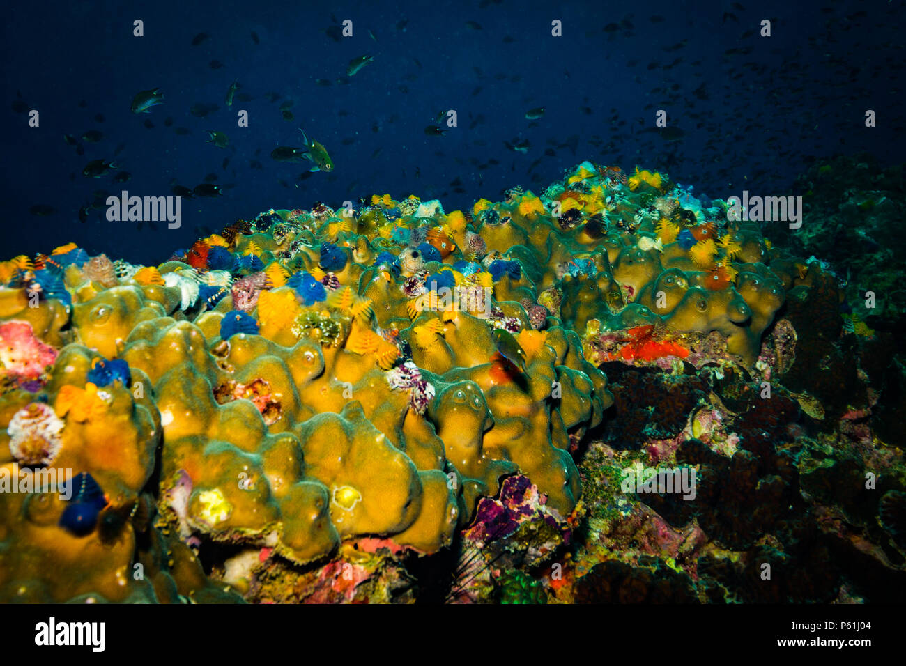 Christmastree worm hi-res stock photography and images - Alamy