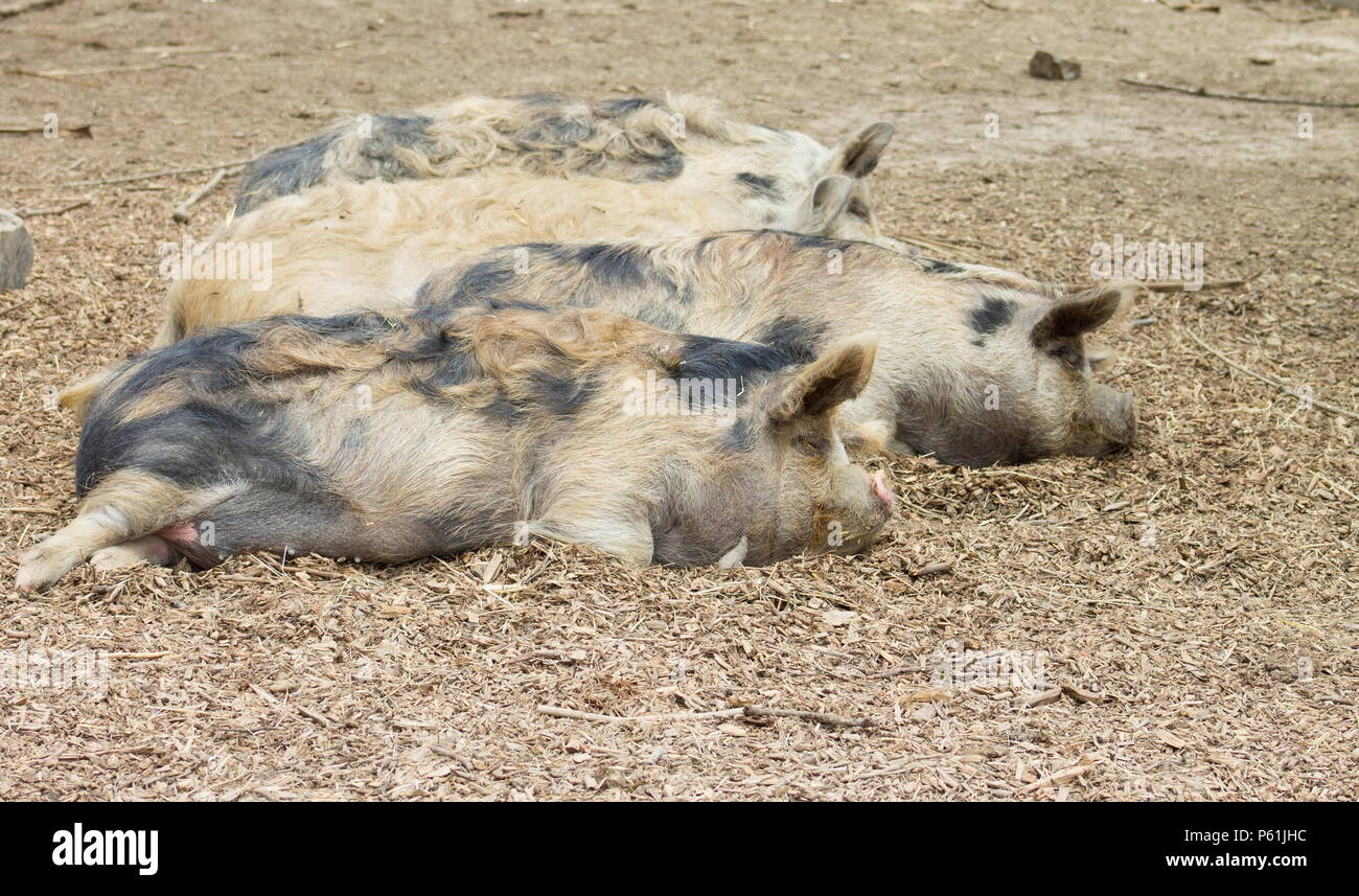 The kunekune, is a small breed of domestic pig from New Zealand Stock