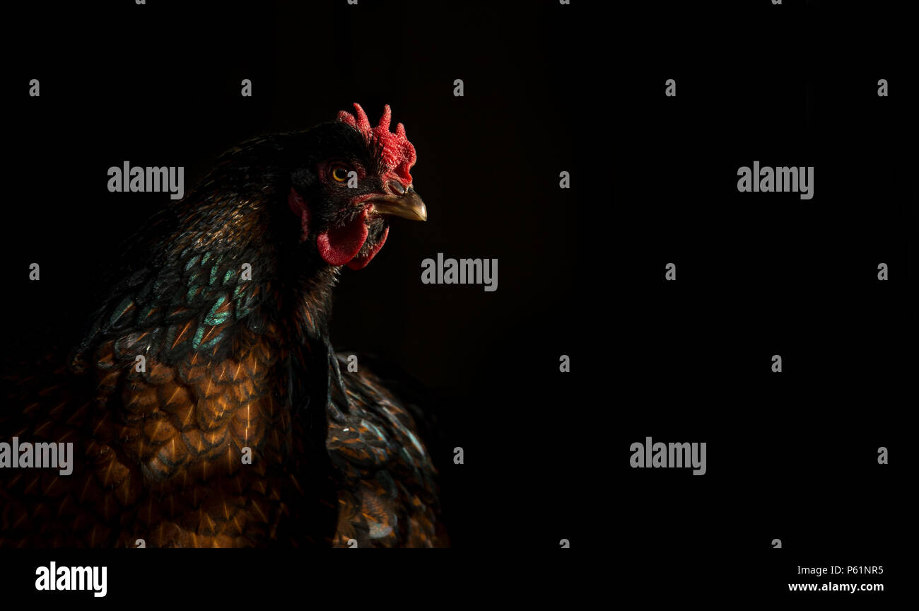 Chicken in barn light Stock Photo