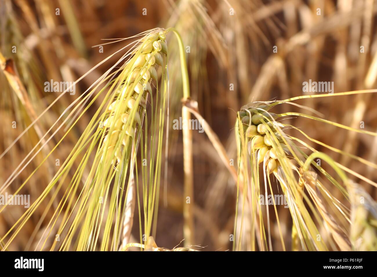 Wheat crops in a field , Trottiscliffe , Kent Stock Photo