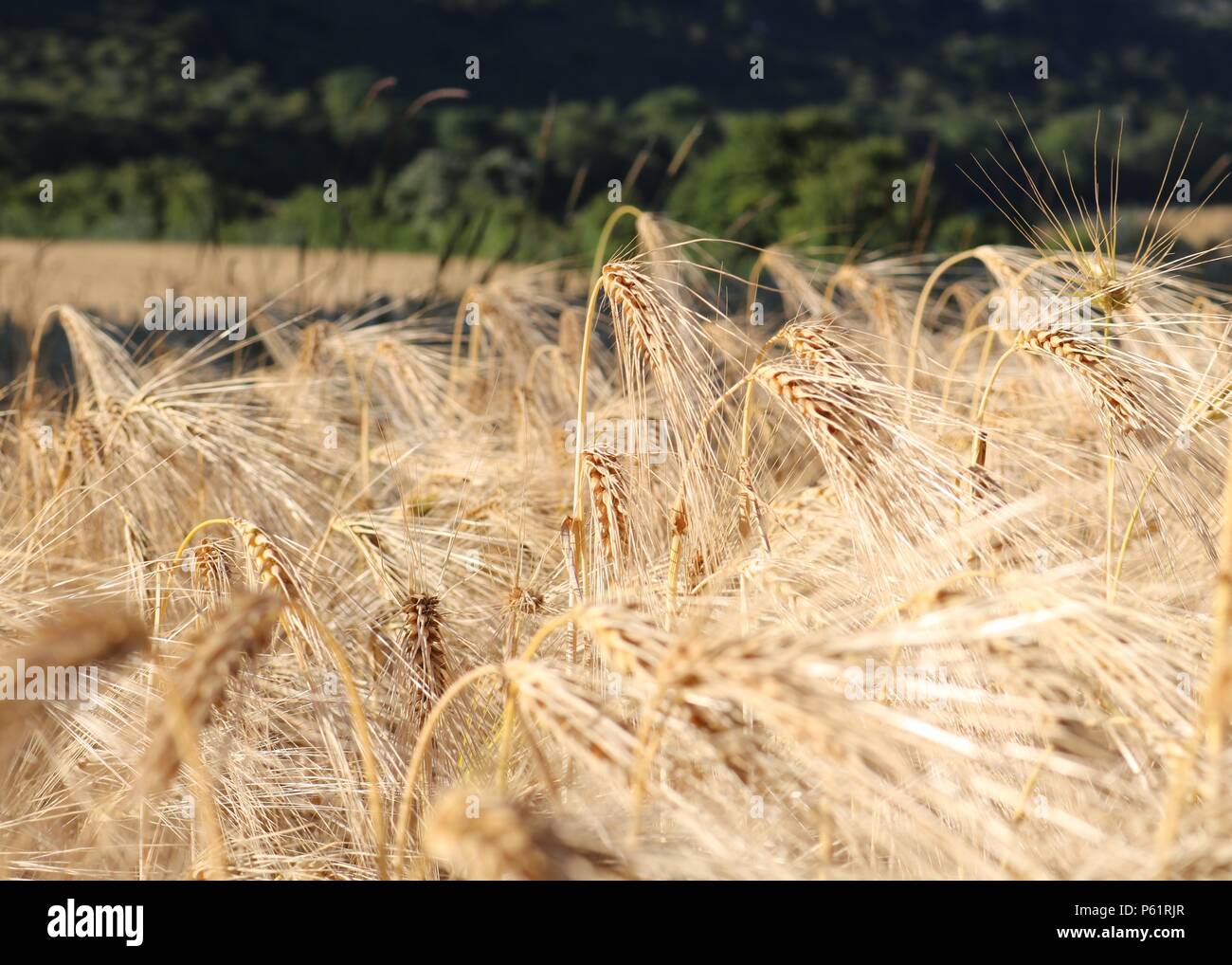 Wheat crops in a field , Trottiscliffe , Kent Stock Photo
