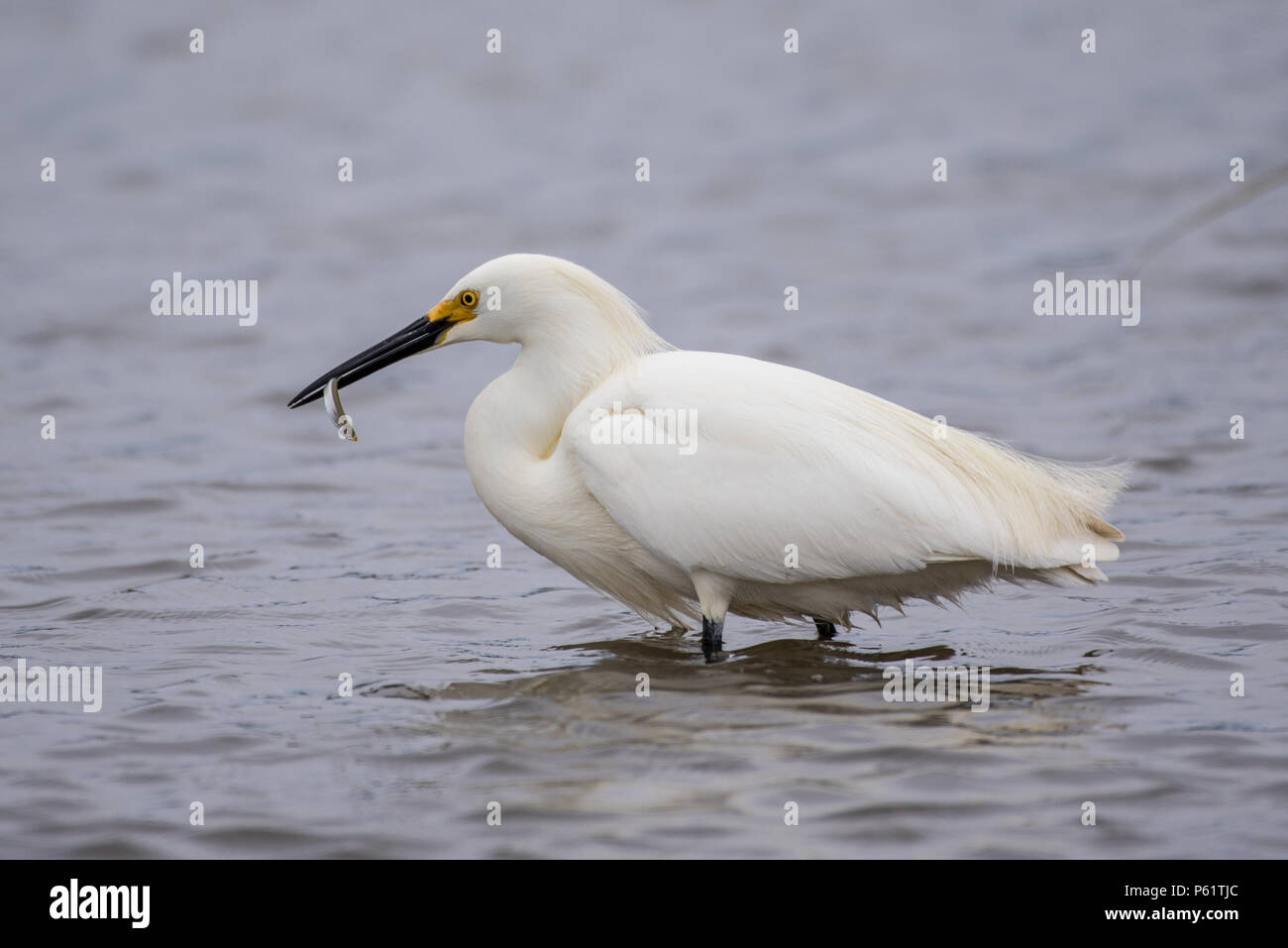 White egret holding fish anchovy on beak as a successful fishing attempt in the estuary. Stock Photo