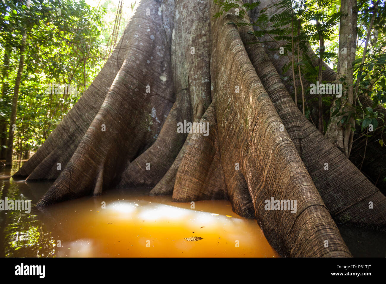 A Sumauma tree (Ceiba pentandra) with  more than 40 meters of height, flooded by the waters of  Negro river in the Amazon rainforest. Stock Photo