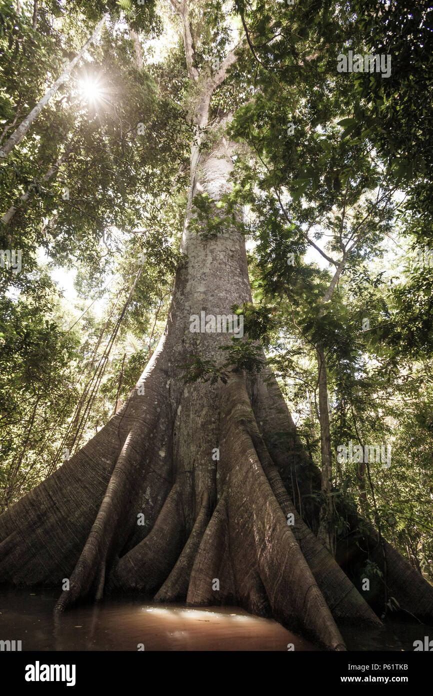 Kapok Tree Roots Stock Photos & Kapok Tree Roots Stock Images Alamy