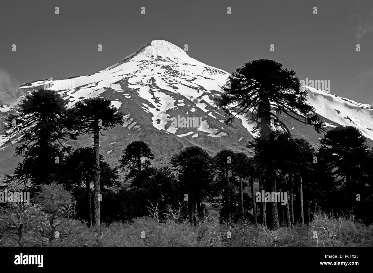 ARAUCARIA TREES (Araucaria Araucana) and LANIN VOLCANO in LANIN NATIONAL PARK - LAKE DISTRICT of ARGENTINA Stock Photo