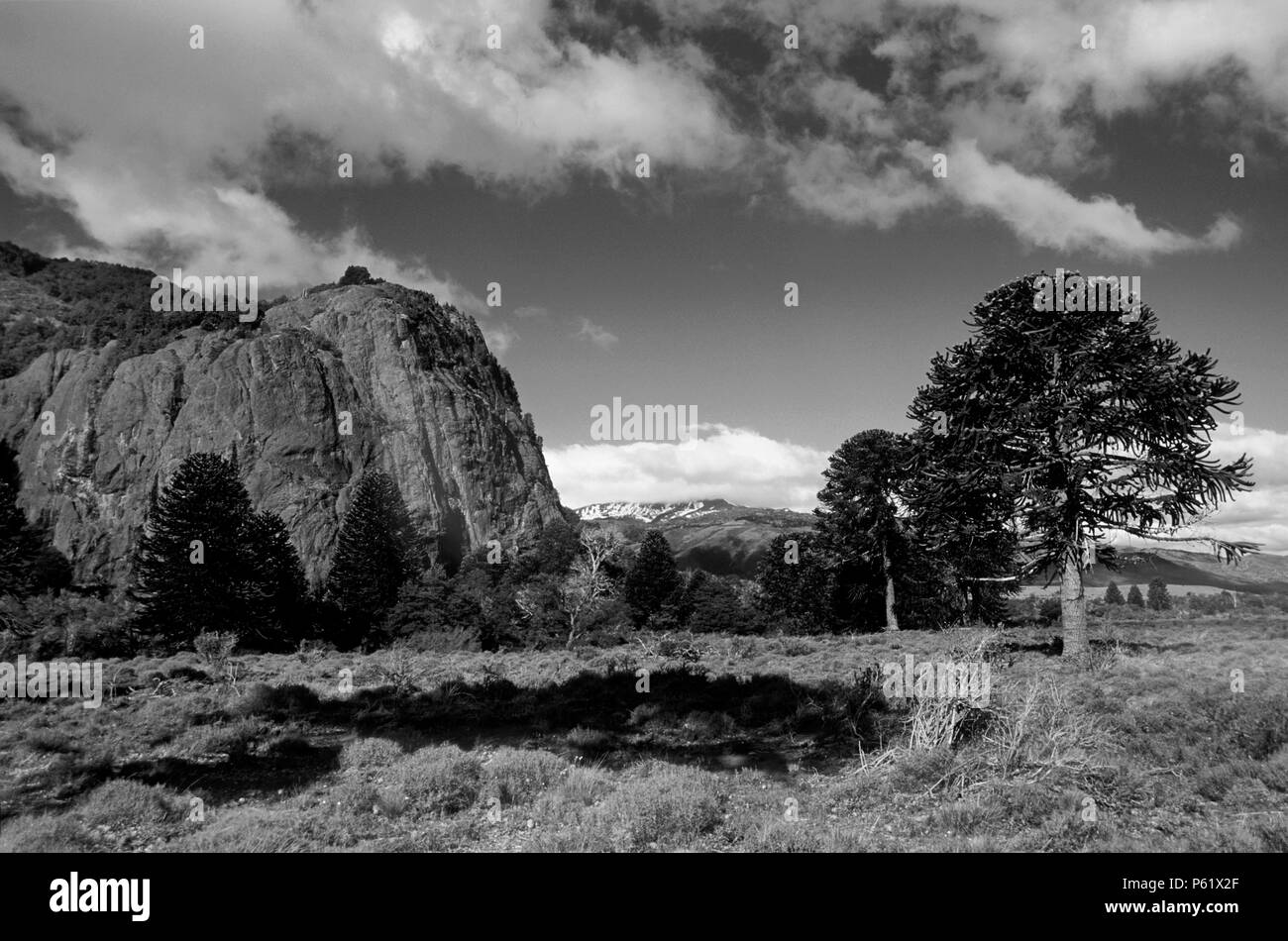 ARAUCARIA TREES (Araucaria Araucana) road & bluff in LANIN NATIONAL PARK - LAKE DISTRICT of ARGENTINA Stock Photo