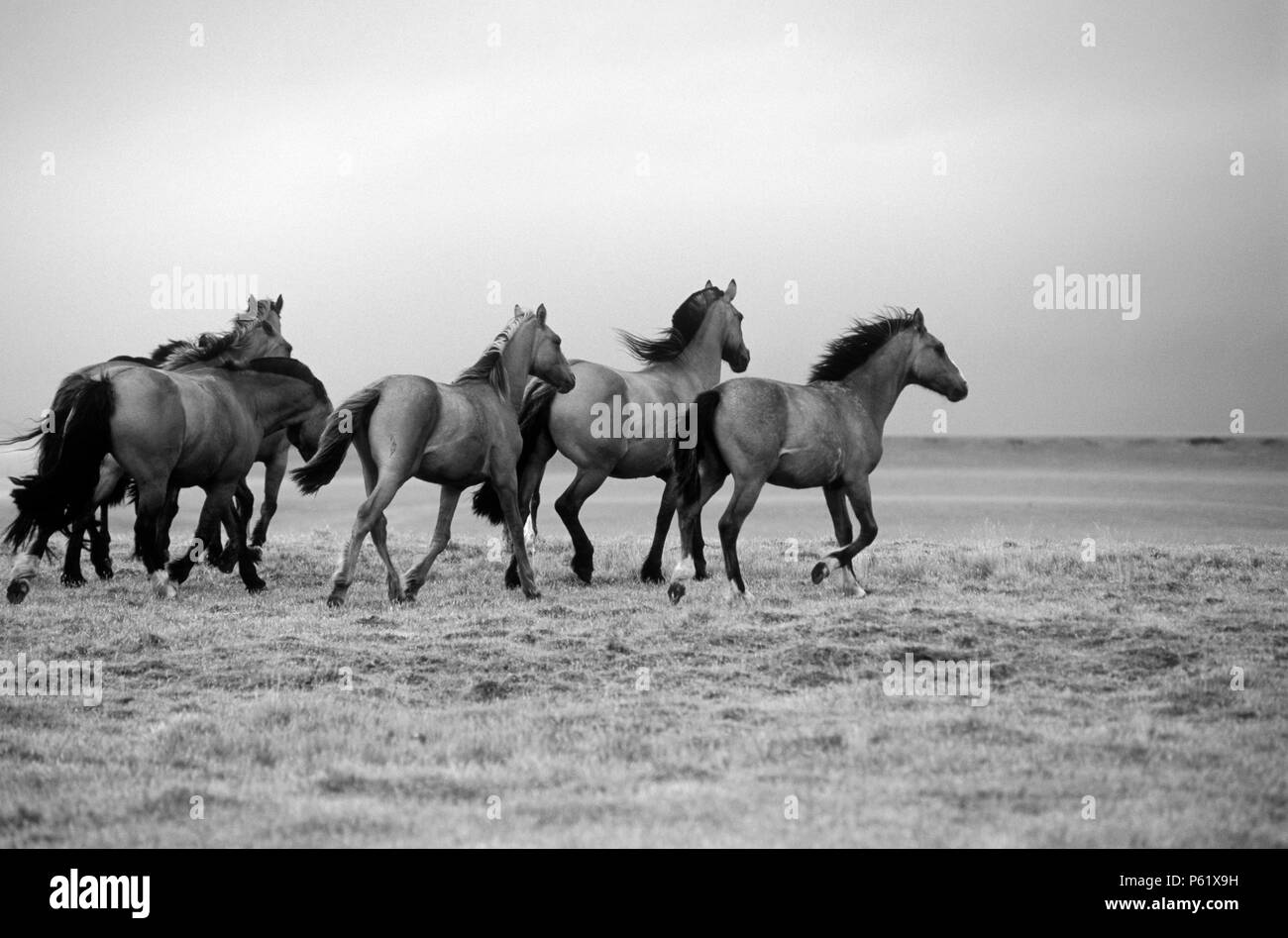 ARGENTINIAN HORSES run free on a estancia near Mt Fitz Roy and the GLACIARES NATIONAL PARK - PATAGONIA, ARGENTINA Stock Photo