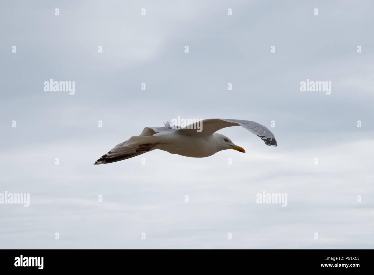 Seagull: a single Seagull in flight Stock Photo