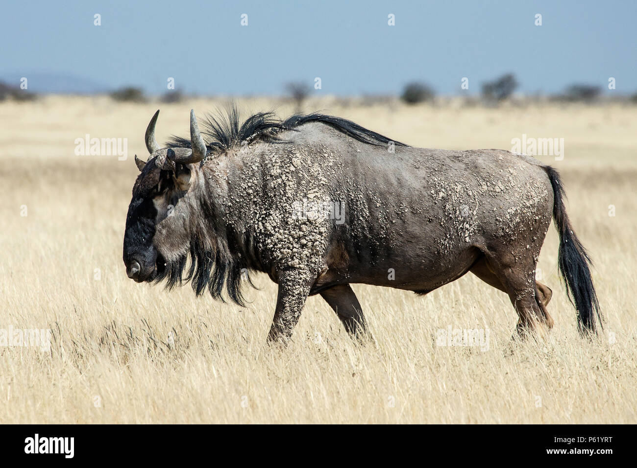 Lone, Mudcaked Blue Wildebeest bull in Etosha savanna grassland Stock