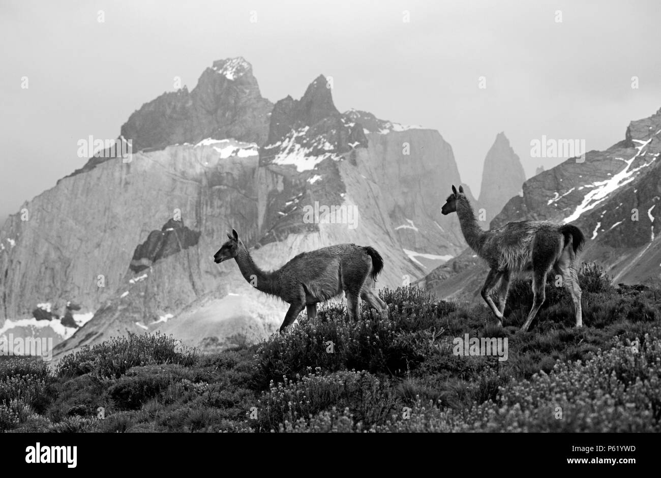 Herd of GUANACOS (Lama guanicoe) in TORRES DEL PAINE NATIONAL PARK with ANDES PEAK behind - PATAGONIA, CHILE Stock Photo
