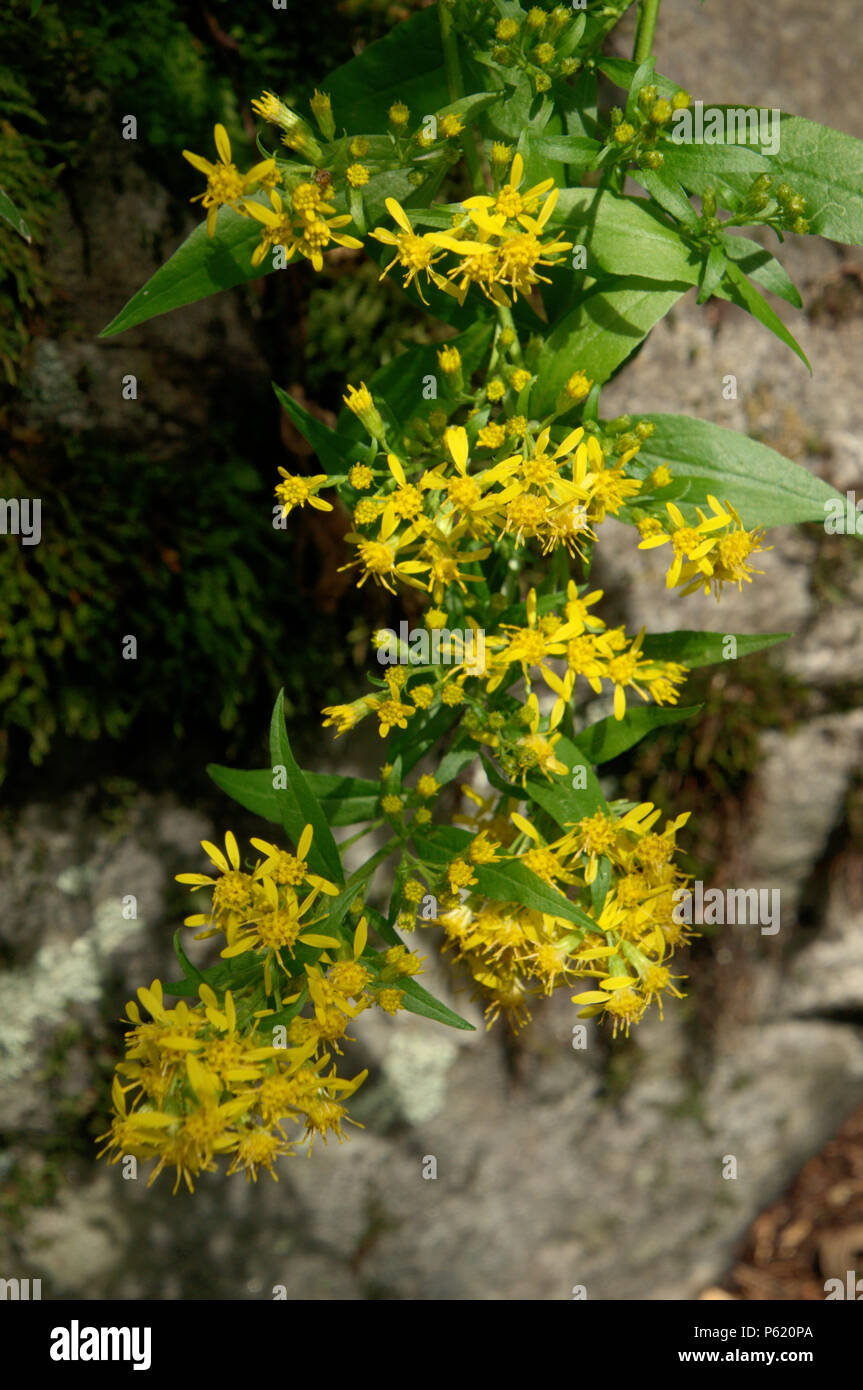 Alpine ragwort (Senecio sp.) in the Valle Versasca, Ticino Stock Photo