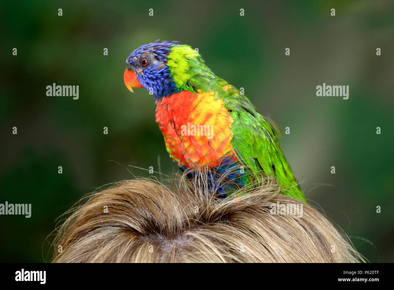 A colourful Lorikeet perches on the head of an unsuspecting visitor. Stock Photo