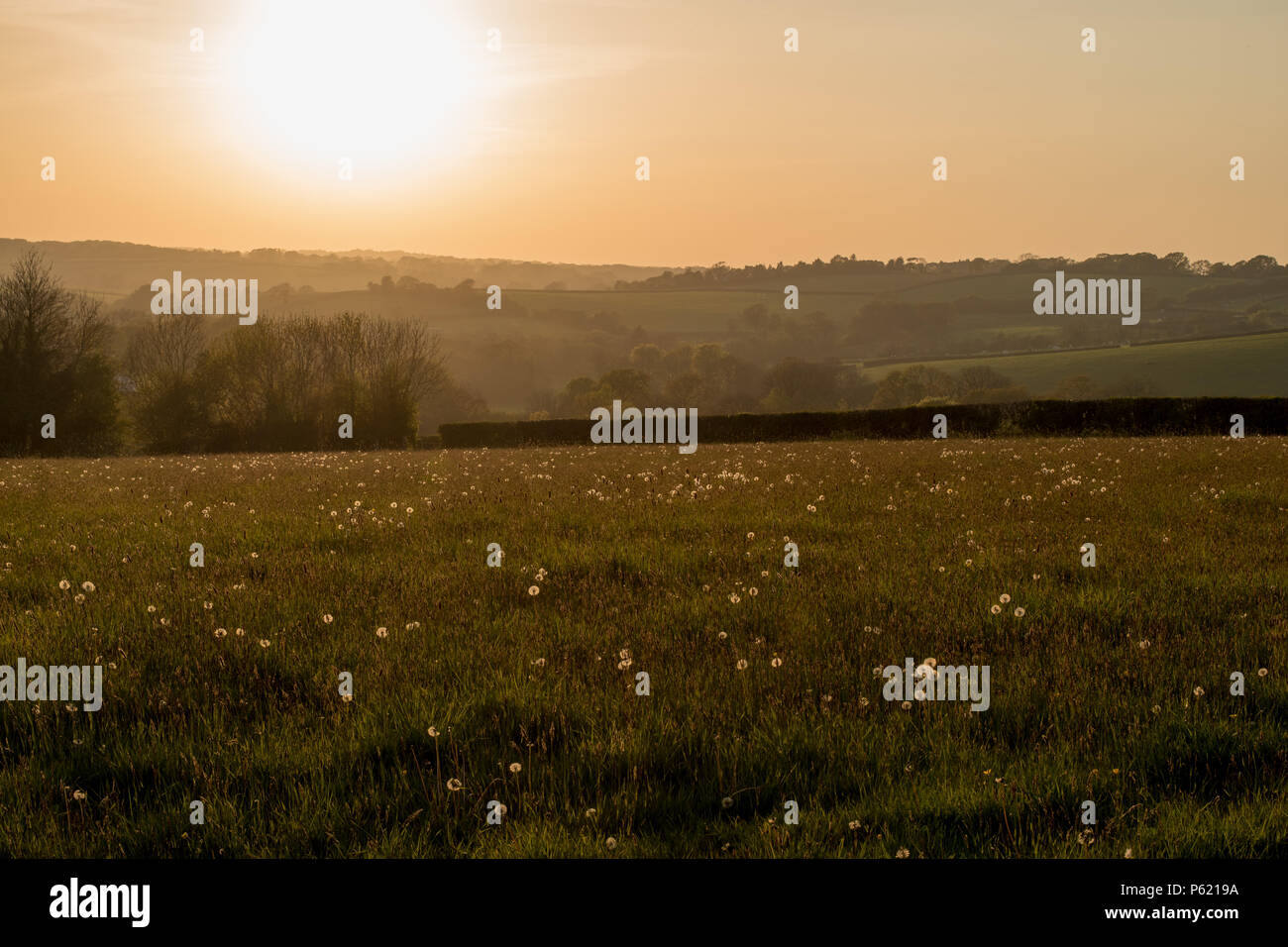 The setting sun providing diffused golden light over a field full of dandelion clocks Stock Photo