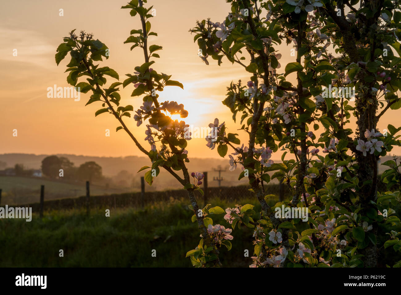 The setting sun with wonderfully backlit blossom in a local park Stock Photo