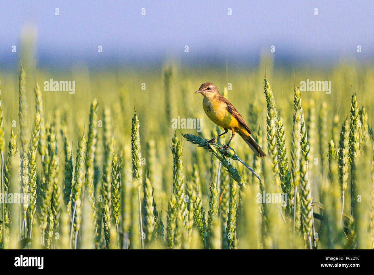 Пшеничная птица. Пшеничное поле с птицами. Пшеница для птиц. Птица пшеничного цвета. Птицы пшеничного поля названия.