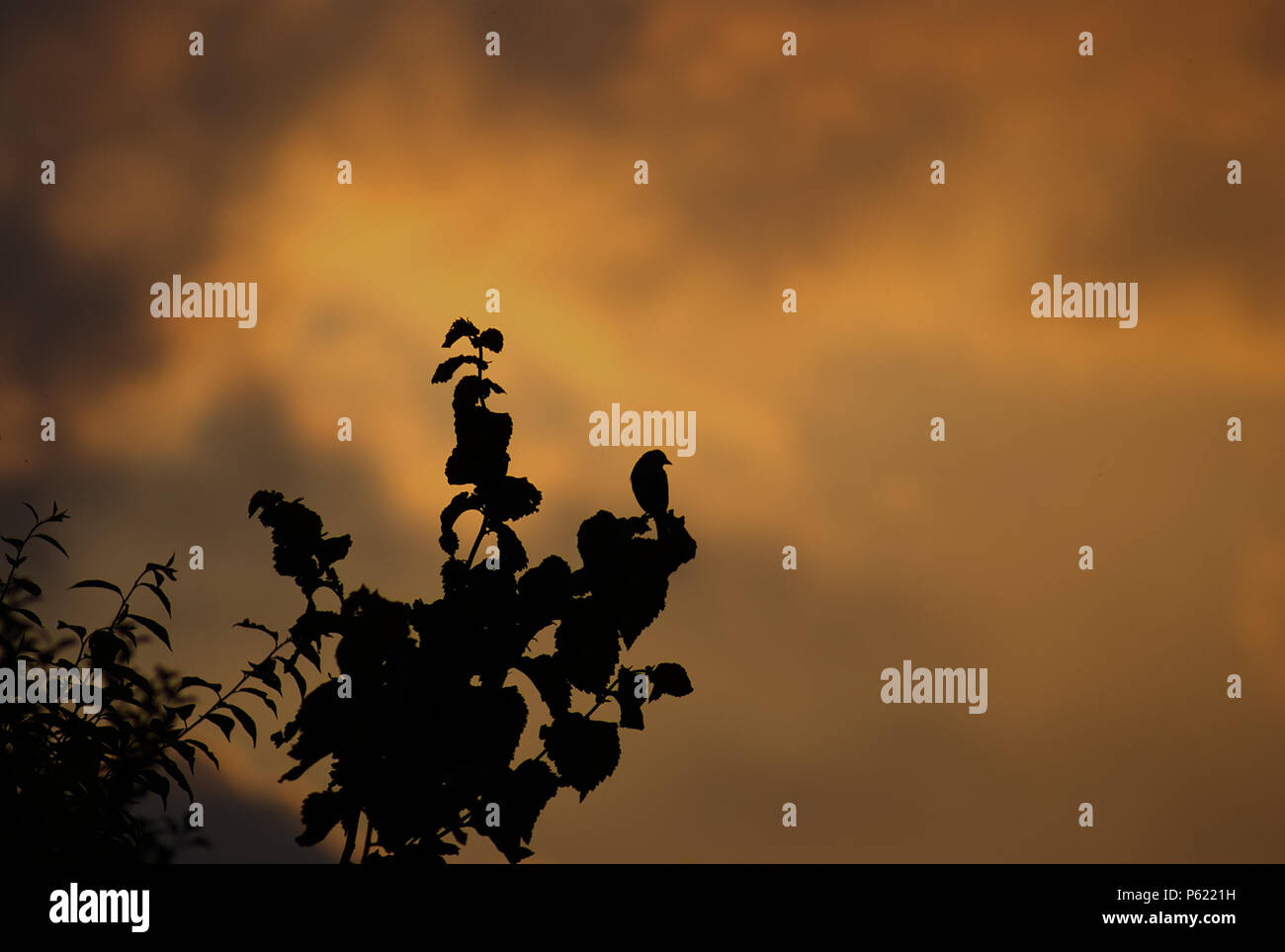 silhouette of a bird on a branch against a sunset backdrop Stock Photo ...