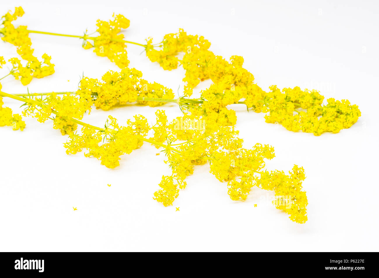 Yellow flowers are isolated on a white background Stock Photo - Alamy