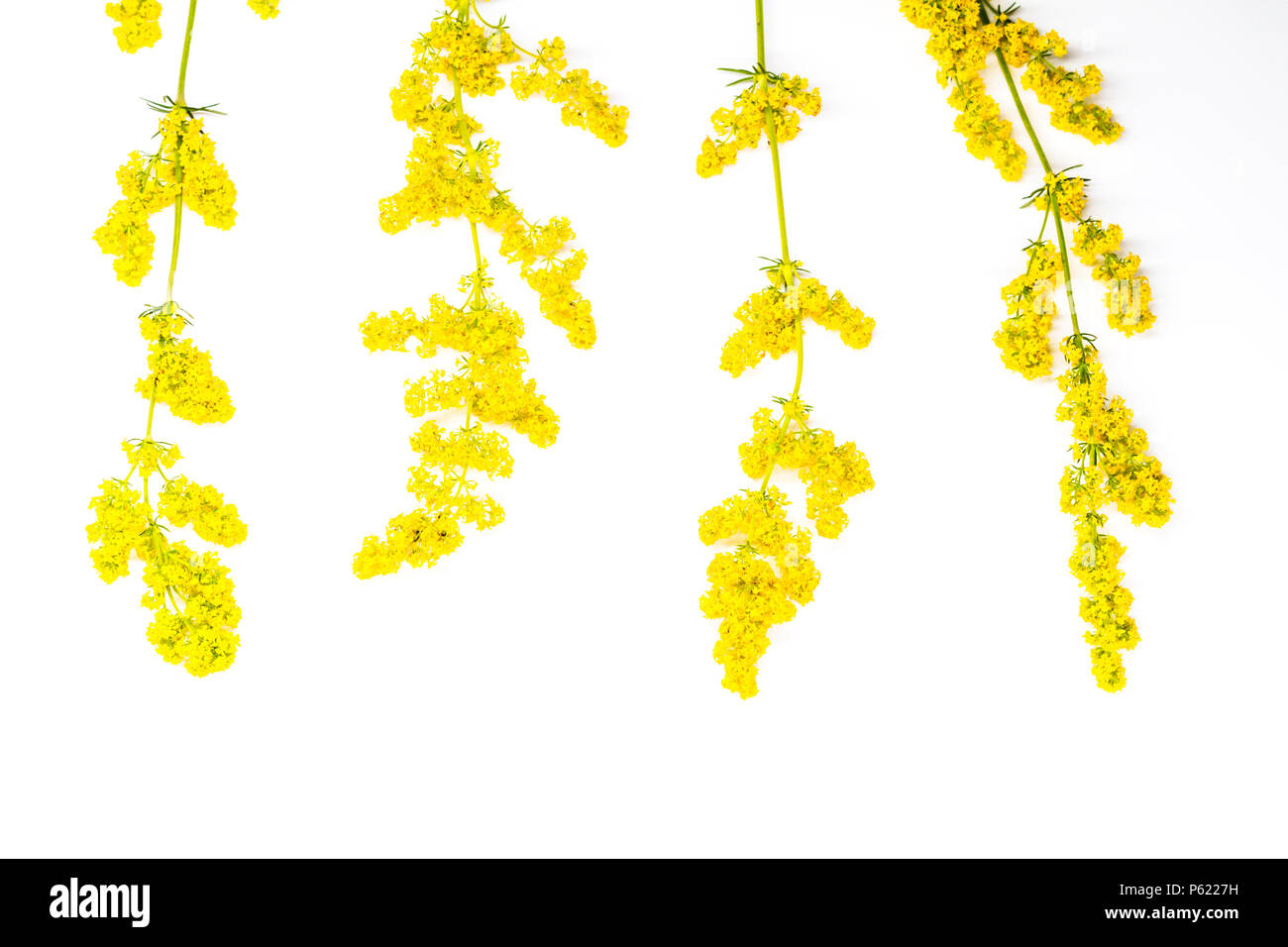 Field Yellow Flowers Are Isolated On A White Background Stock Photo Alamy Field Yellow Flowers Are Isolated On A White Background Stock Photo Alamy
