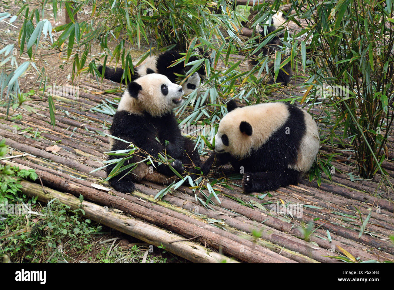 Pandas Eating Bamboo Stock Photo Alamy Pandas Eating Bamboo Stock Photo Alamy