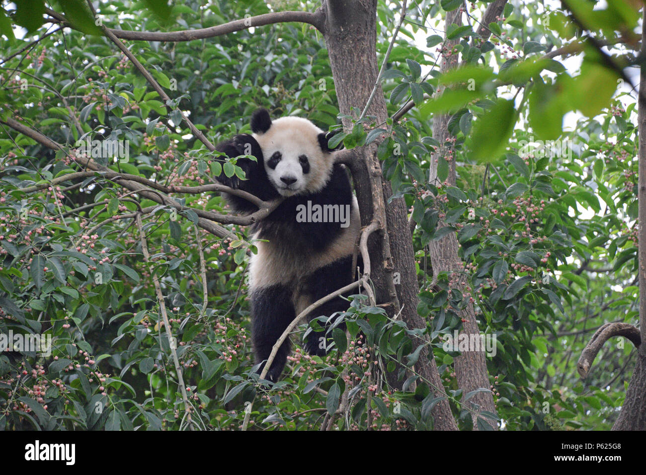 Panda hanging in a tree Stock Photo - Alamy