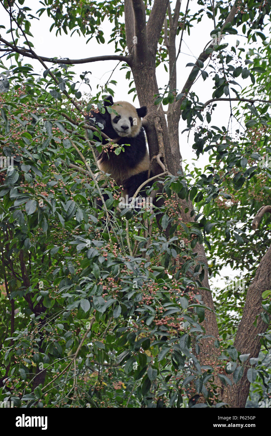 Panda hanging in a tree Stock Photo Alamy