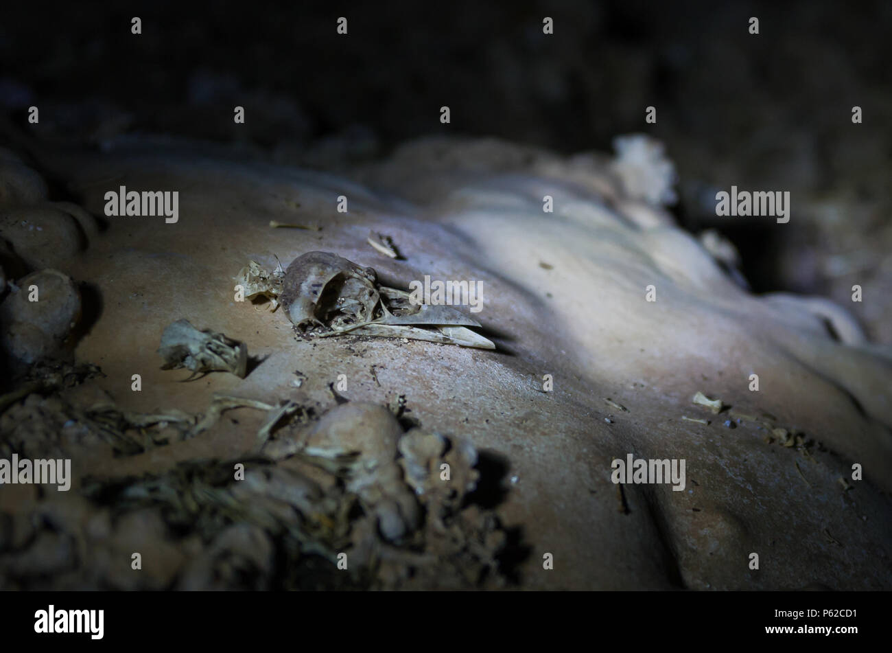 Remains of bones left by owls in a cave in Bonito, Brazil Stock Photo -  Alamy