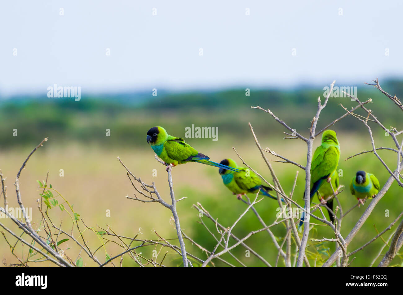 Beautiful birds Prince-Black Parakeets or Nanday Parakeet (Aratinga nenday) in a tree in the Brazilian Pantanal. Stock Photo