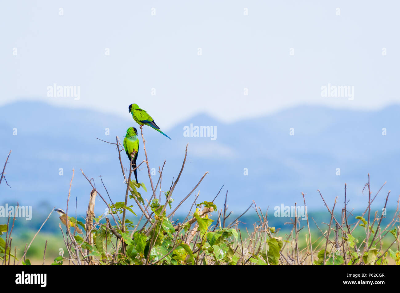 Beautiful birds Prince-Black Parakeets or Nanday Parakeet (Aratinga nenday) in a tree in the Brazilian Pantanal. Stock Photo