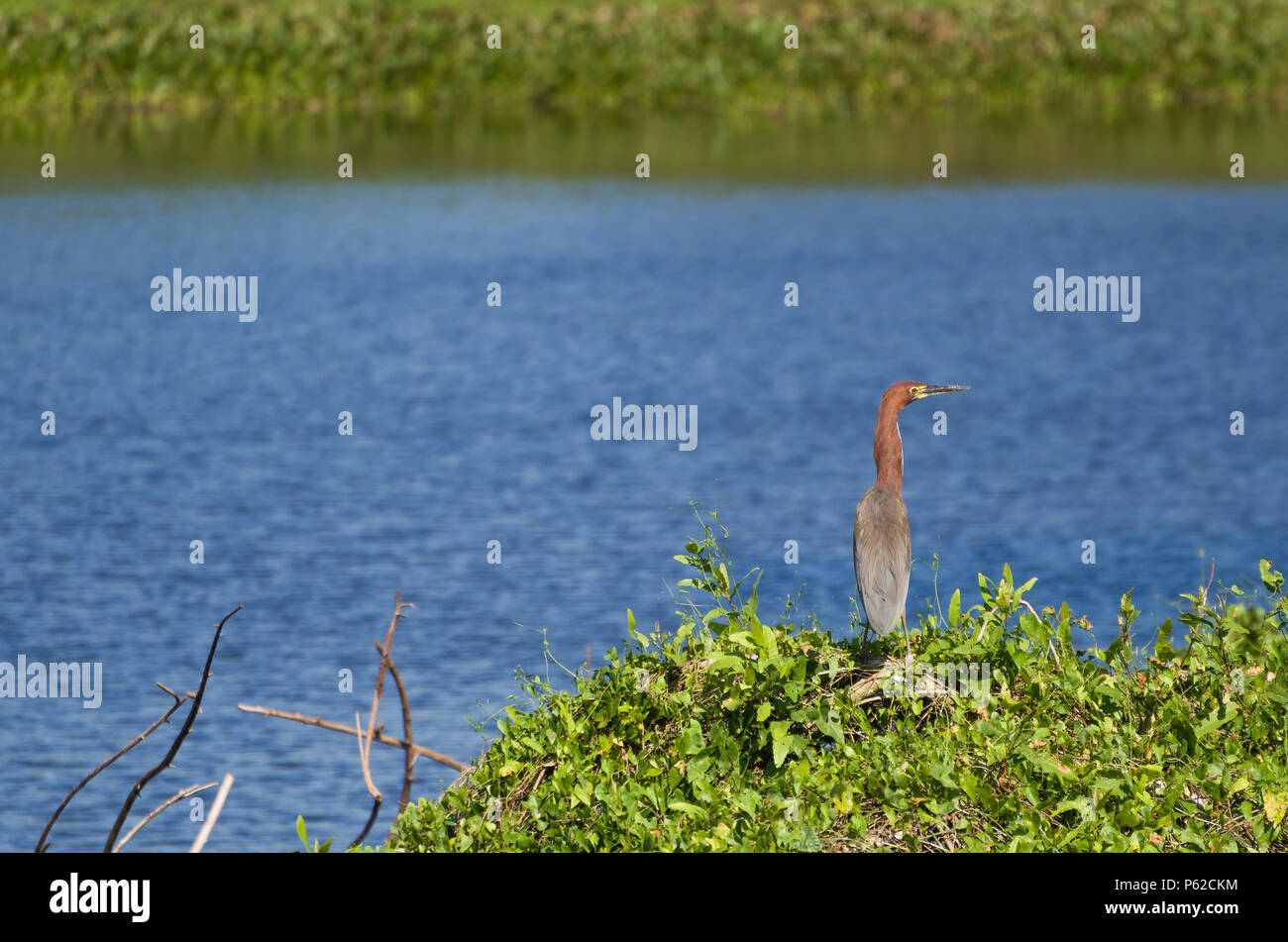 Beautiful Soco Boi or Rufescent Tiger-Heron (Tigrisoma lineatum) in the Brazilian wetland. Stock Photo