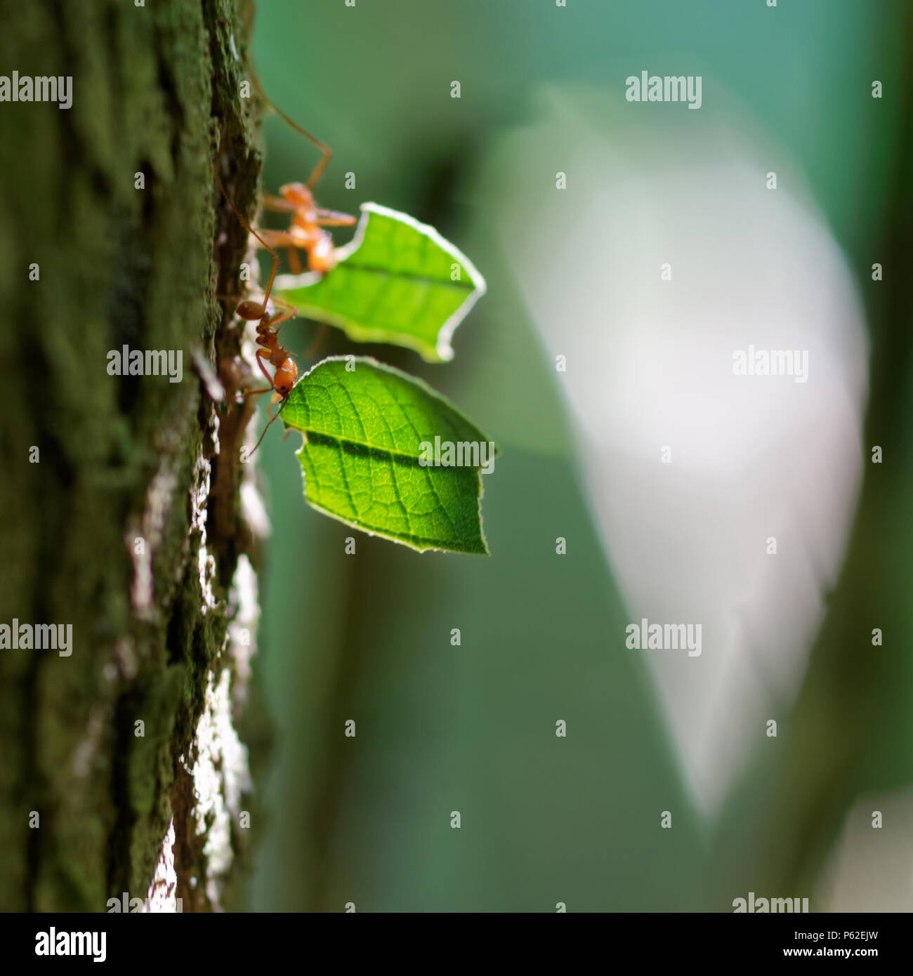 Cooperation, team play, team spirit, team work, addiction, hard-work, agility are the perfect nouns for Leafcutter ants workers (Atta cephalotes). Never the less are leafcutter ants very unpopular to gardeners Stock Photo