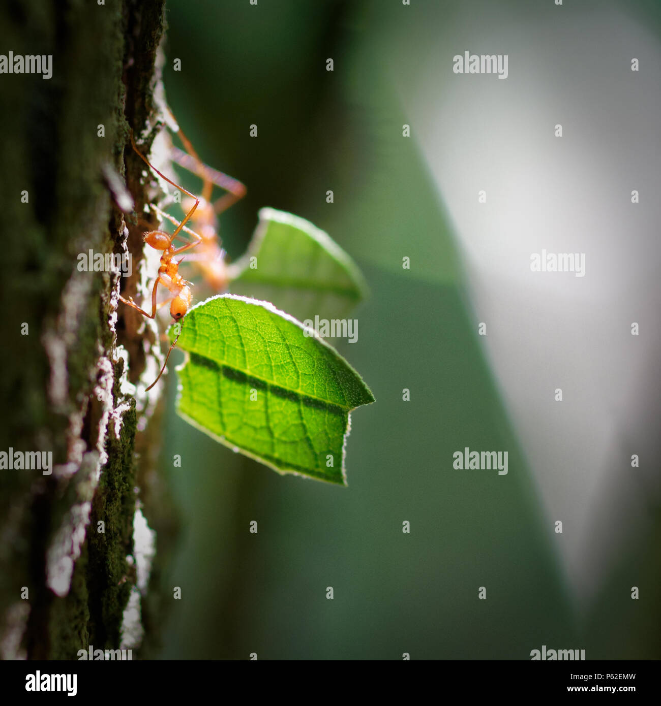 Cooperation, team play, team spirit, team work, addiction, hard-work, agility are the perfect nouns for Leafcutter ants workers (Atta cephalotes). Stock Photo