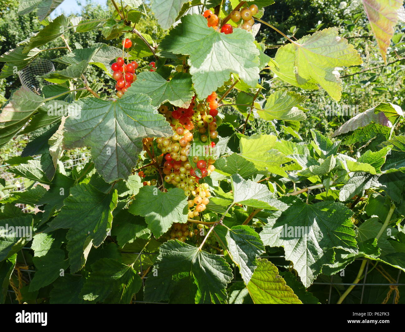Redcurrants ripening in sun Stock Photo