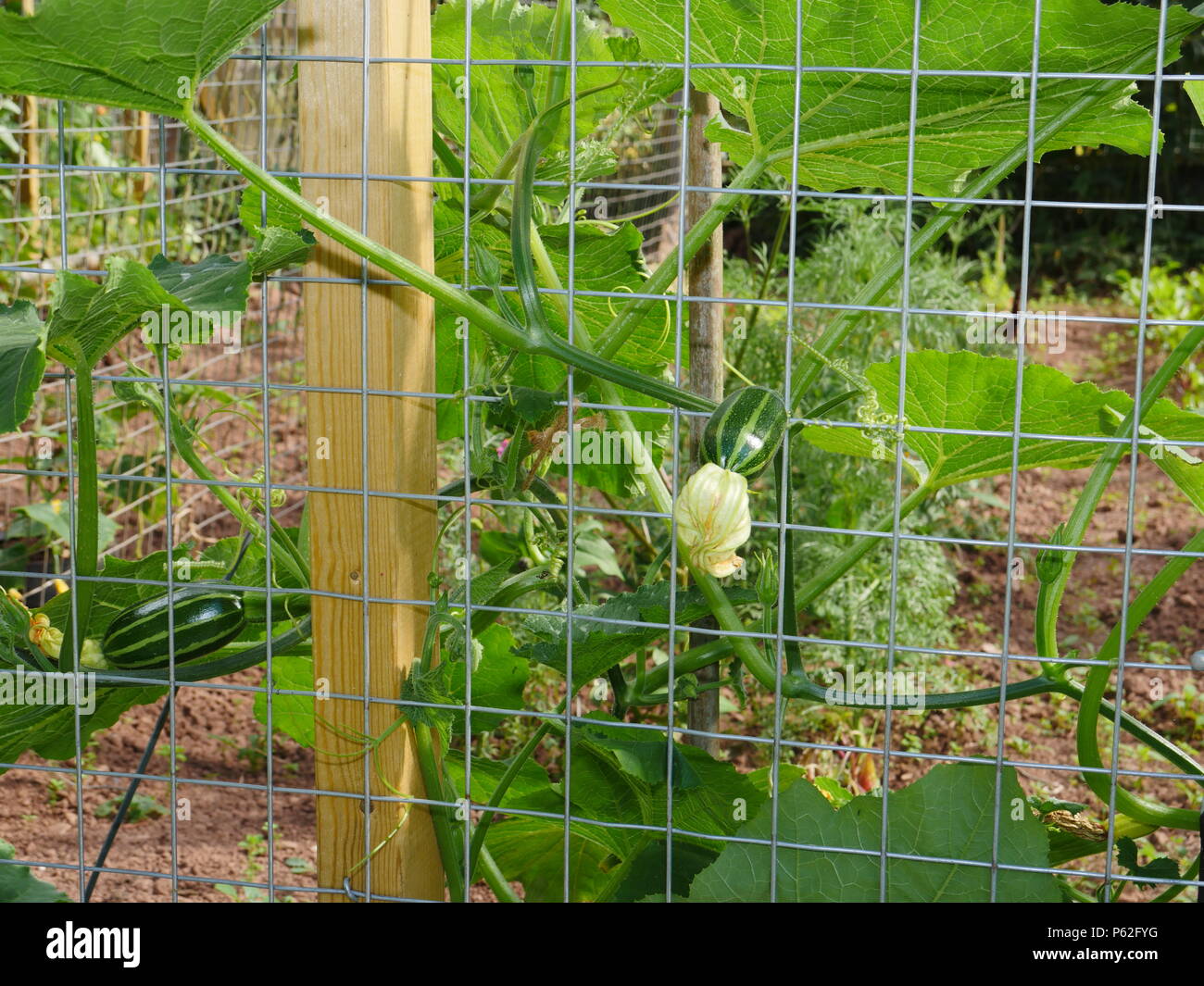 climbing courgette plant Stock Photo Alamy