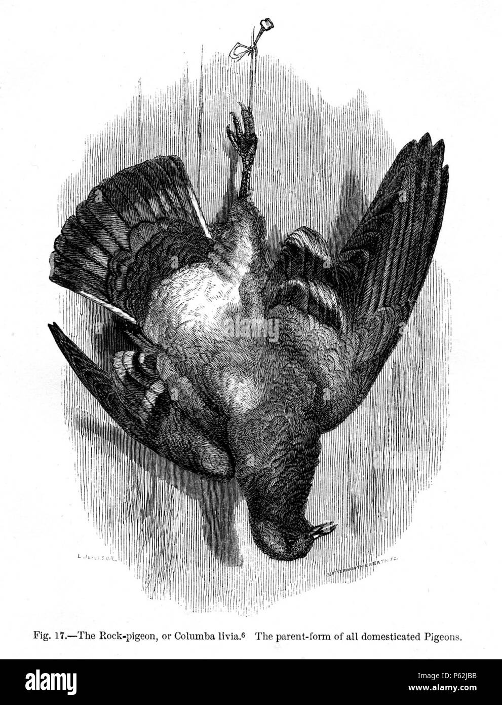 N/A. English: Figure 17 - 'The Rock-Pigeon or Columbia livia' from Charles Darwin's book Variation of Animals and Plants Under Domestication published in 1868. January 1868.   Charles Darwin  (1809–1882)       Alternative names Charles Robert Darwin  Description British naturalist and author  Date of birth/death 12 February 1809 19 April 1882  Location of birth/death The Mount, Shrewsbury Down House  Authority control  : Q1035 VIAF:27063124 ISNI:0000 0001 2125 1077 ULAN:500228559 LCCN:n78095637 NARA:10580367 WorldCat 413 Darwin Variation Fig17 Stock Photo